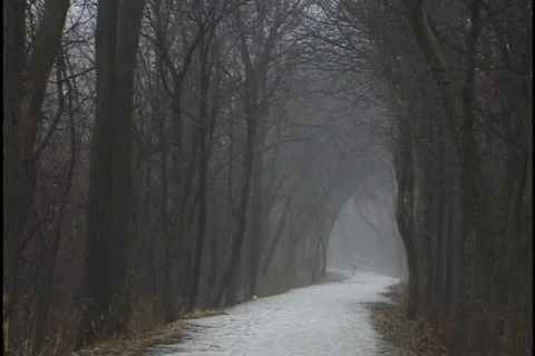 Dark Winter Forest Stock-Footage 297365