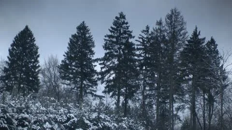 Dark winter forest Video stock 15337248