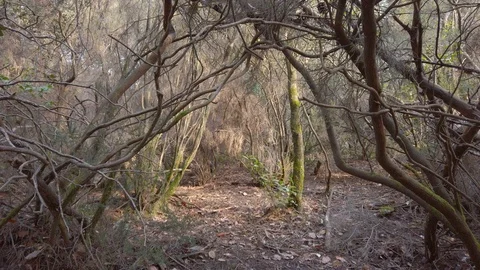 Dark winter forest with light in the center Video stock 122044353