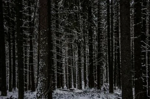 Dark Winter Forest Stock Photos