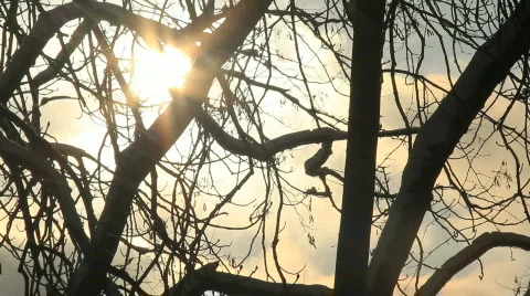 Dark winter sun through the branches 2 Stock Footage 742294