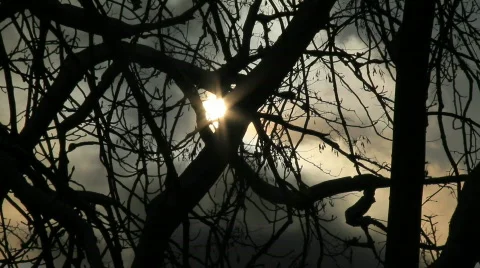 Dark winter sun through the branches 1 Video stock 742302
