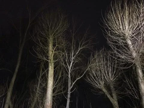 Dark Winter Trees Without Snow Anfd Leafs Foto stock