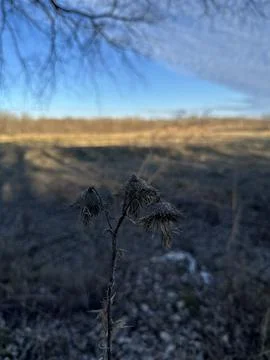 Dark Withered Thistle in Cold Winter Light Stock Photos