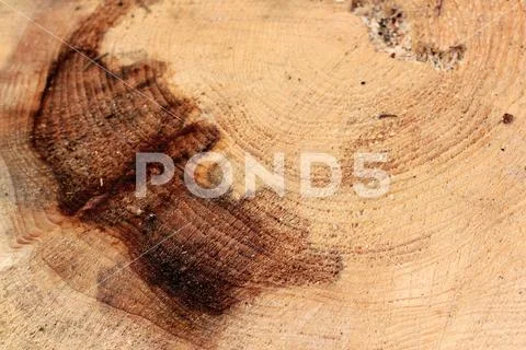Dark wood background showing top cut of tree trunk with rings and textured su Stock Photos