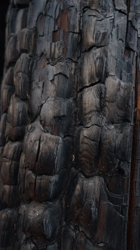 Dark wood with deep rectangular cracks after burning. Charred and carbonized Vídeos de archivo 333412566