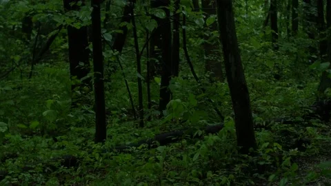 Dark Wood in the Rain Stock Footage 196888394
