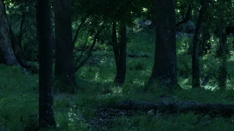 Dark Woods at Dusk Stock Footage 8521534
