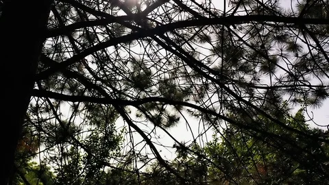 Dark Woods, Flying Through The Tree Branches Stock Footage 110702857