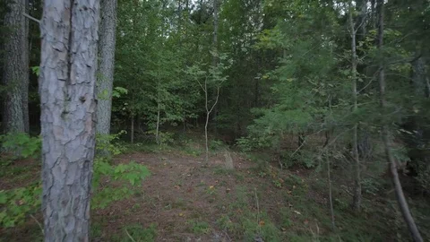 Into Dark Woods Stock Footage 82160778