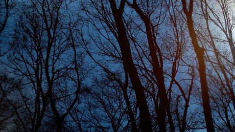 Dark Woods Stock Footage 105925753