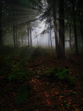 Dark woods Stock Photos