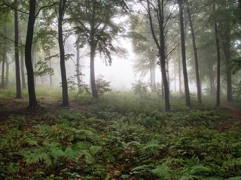 Dark woods Stock Photos
