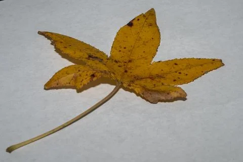 Dark yellow leaf. Stock Photos