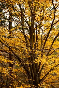 The dark yellow tree Stock Photos