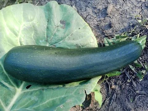 Dark zucchini Фото