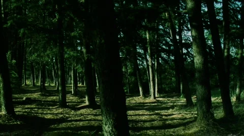 Dark_forest Stock Footage
