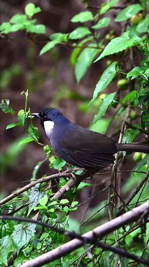 A darkcolored bird perched on a branch in a lush green forest Vidéo 334269370