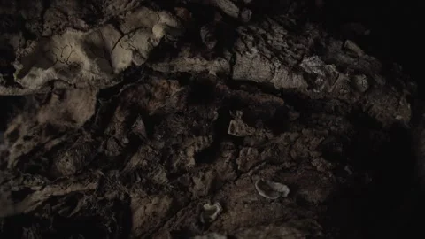 Darkened Tree Bark with Cracks and Textures Stock Footage 292231148