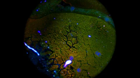 Darkfield Dog Doudenum 400x 800x Stock Footage 39817797