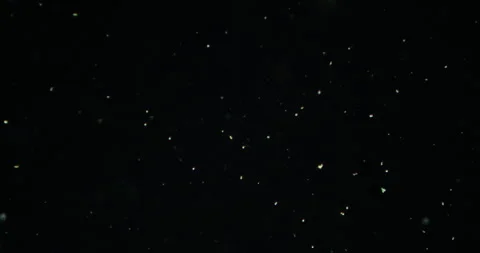 Darkfield microscopy 100x view of diverse microcosm in water droplet. Smooth Stock Footage 319791100