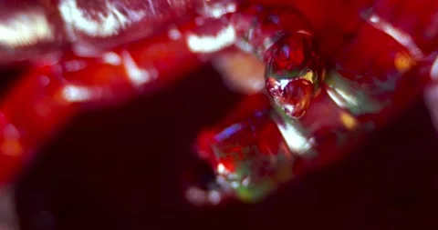 Darkfield Microscopy of Segmented Bloodsucking Insect Larvae showing Eyes and Stock Footage 330956614