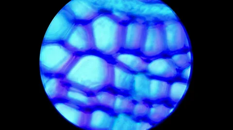 Darkfield Pine Root 2000x Stock Footage 39816966