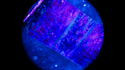 Darkfield Pine Stem 2 400x 800x 2000x Stock Footage 39816914