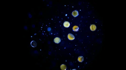 Darkfield Shrimp Egg 400x 800x Stock Footage 39816640