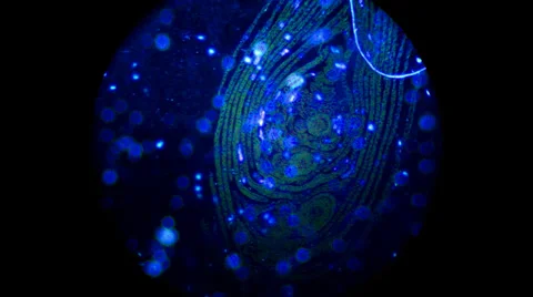 Darkfield Terminal Bud Stem Tip 400x 800x 1000x Stock Footage 39816599