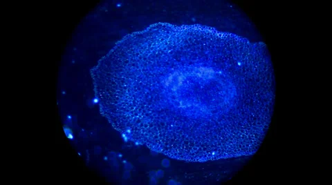 Darkfield Young Root of Broad Bean 400x 800x Stock Footage 39816543