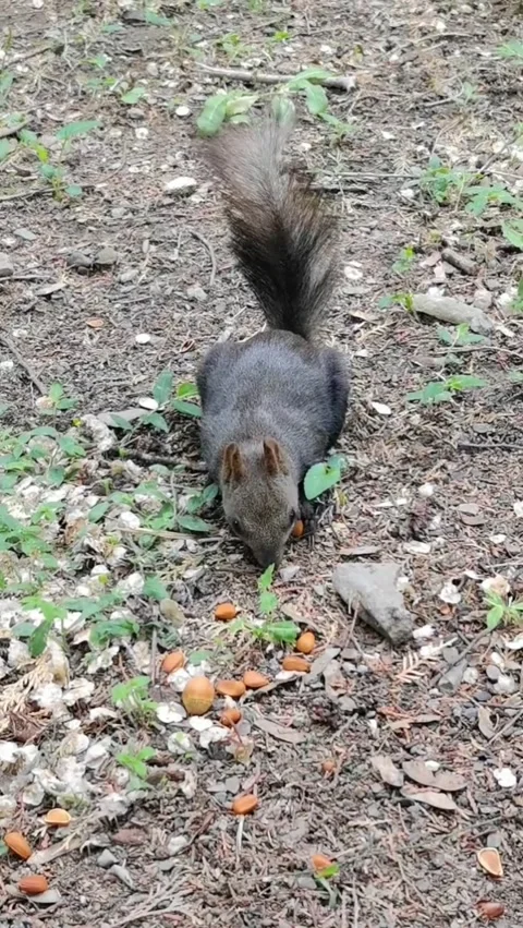 A darkfurred squirrel foraging for nuts on the forest floor in autumn 库存影片 335491463