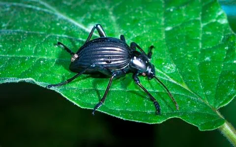 Darkling beetle in Belize. Stock Photos