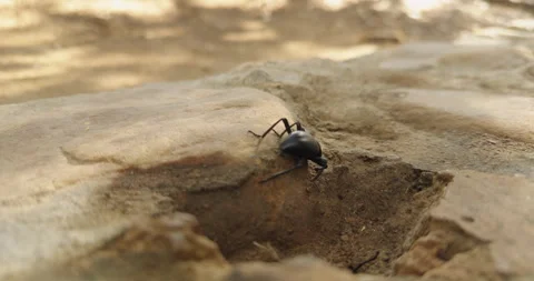 Darkling Beetle Crawling on Rock in Desert Terrain Stock Footage 328714166