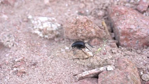 Darkling Beetle In The Desert - tracking shot Stock-Footage 240605175