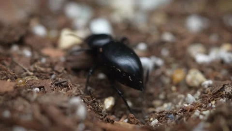 Darkling beetle digging in dirt and laying her eggs Stock Footage 139073613