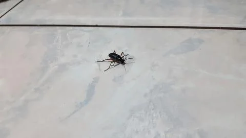 Darkling beetle on floor 스톡 사진