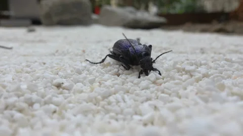 Darkling beetle on ground upside down, struggling to flip right up. Stock Footage 140649622