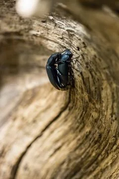 Darkling beetle pairing Stock Photos