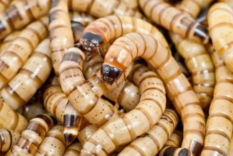 Darkling beetle Stock Photos