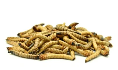 Darkling beetle Stock Photos