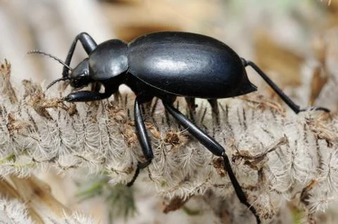 Darkling beetle Stock Photos