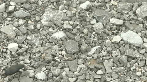 Darkling beetle running accross screen Stock Footage 41845035