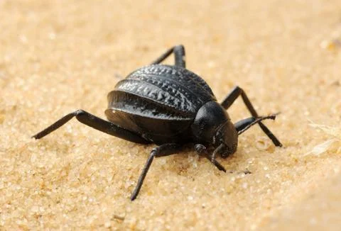Darkling beetle on the sand Stock Photos
