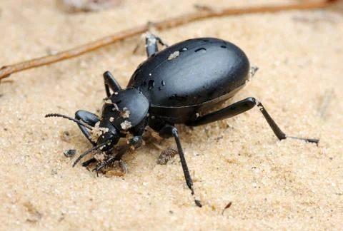 Darkling beetle on the sand Stock Photos