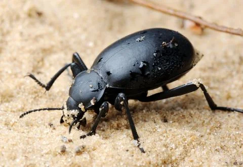 Darkling beetle on the sand Stock Photos