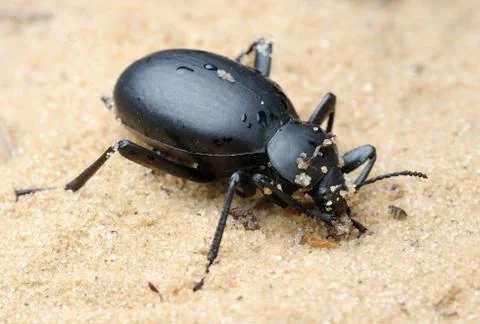 Darkling beetle on the sand Stock Photos