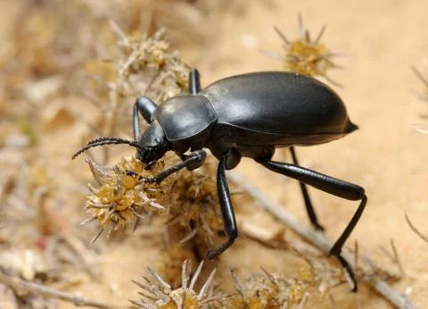 Darkling beetle on the sand Stock Photos