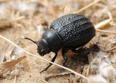 Darkling beetle on the sand Stock Photos