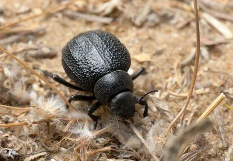 Darkling beetle on the sand Stock Photos